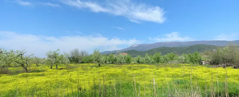 Κορόπη, Κεντρικό Πήλιο